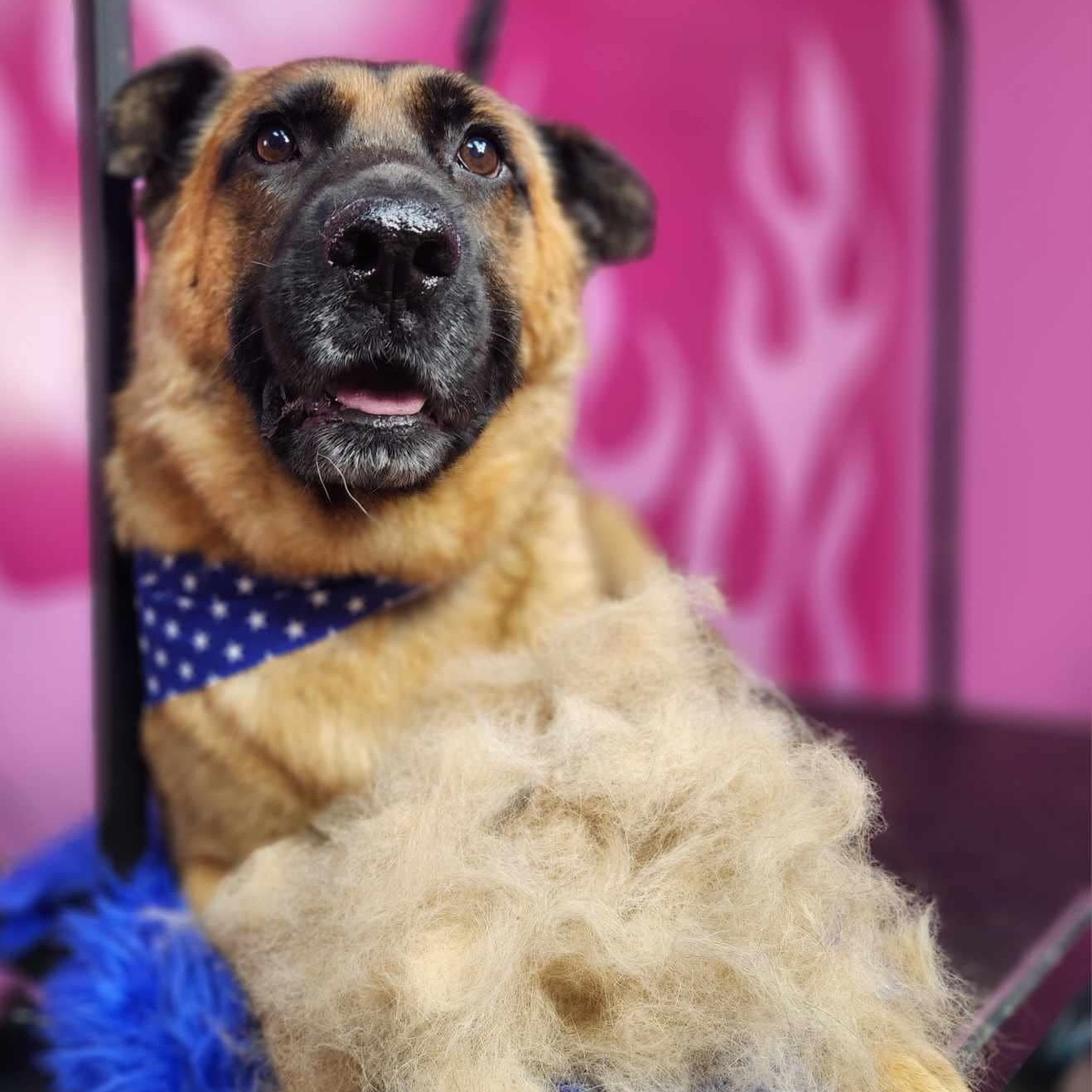 Ryan, an adoptable Shepherd in Winnipeg, MB, R2C 1P2 | Photo Image 4