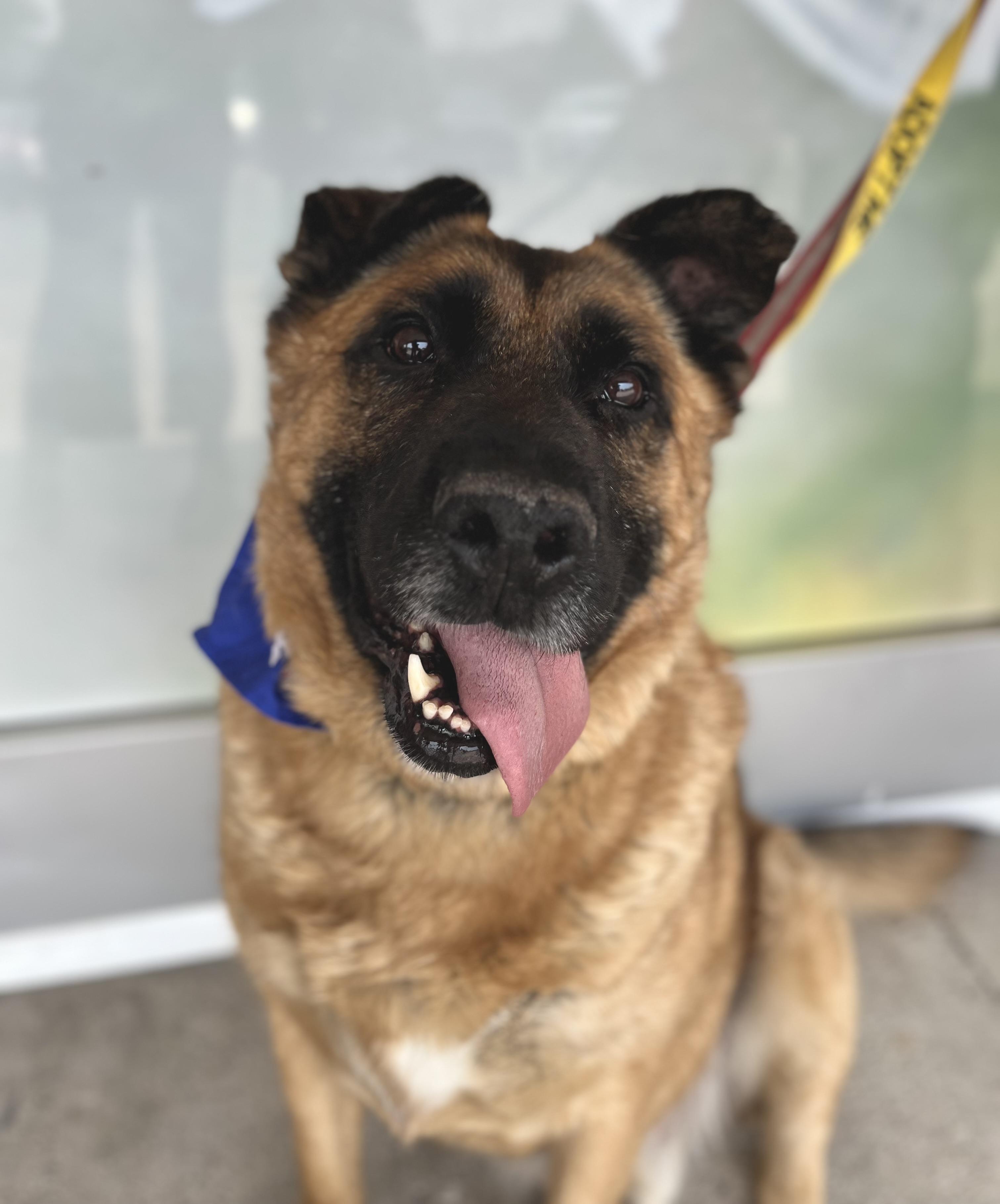 Ryan, an adoptable Shepherd in Winnipeg, MB, R2C 1P2 | Photo Image 3