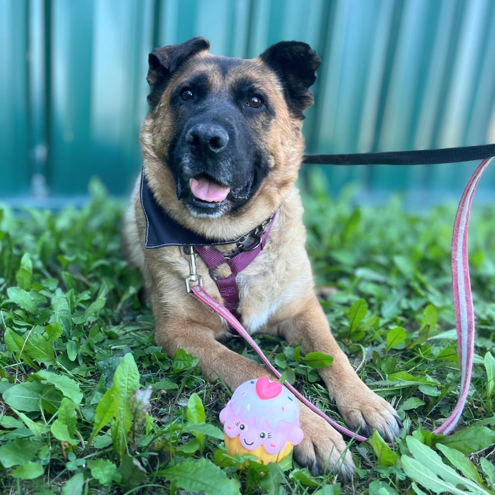 Ryan, Adoptable, Adult Male Shepherd.