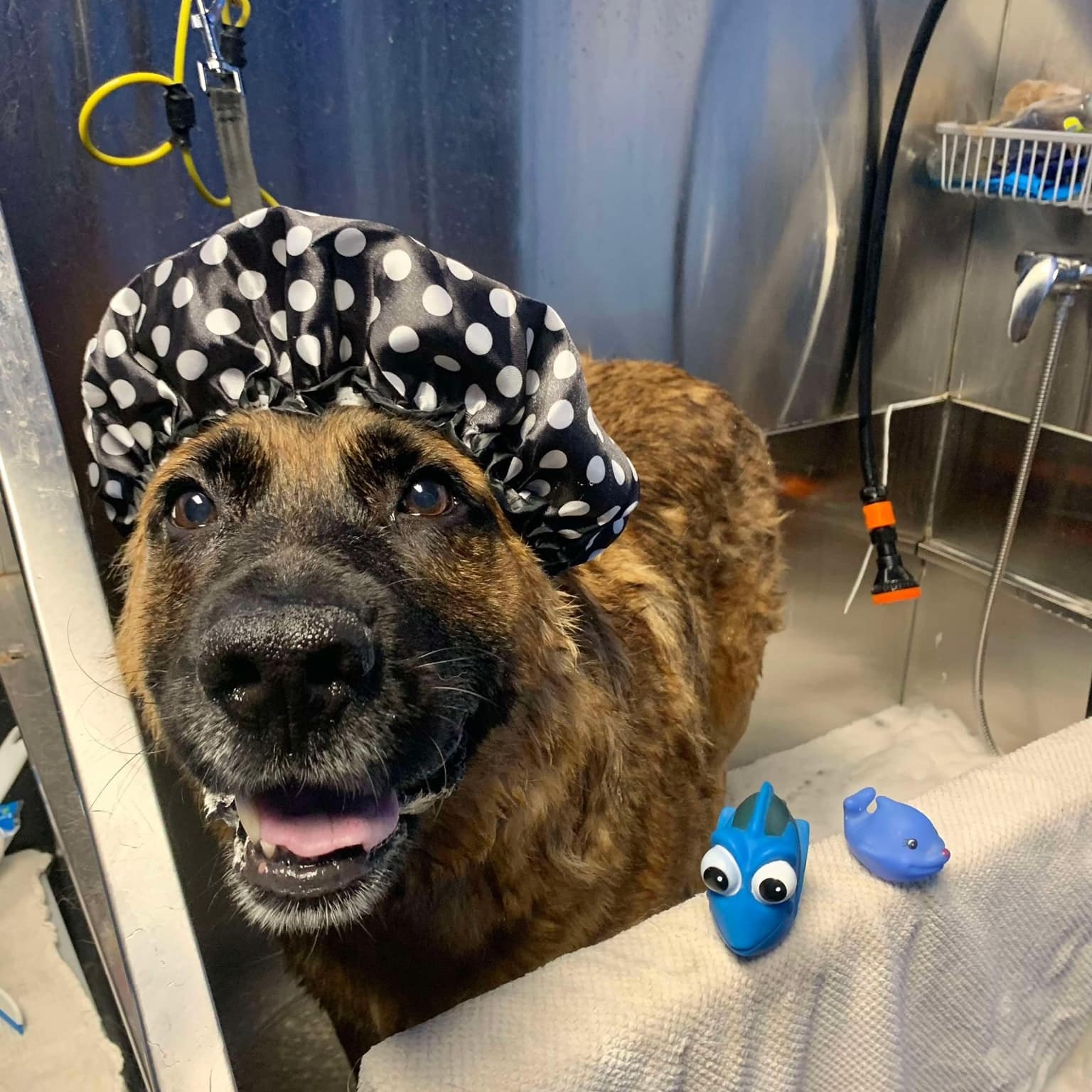 Ryan, a Adoptable Shepherd in Winnipeg, MB image 5/6