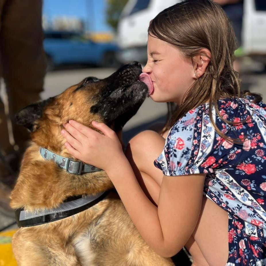 Ryan, a Adoptable Shepherd in Winnipeg, MB image 6/6