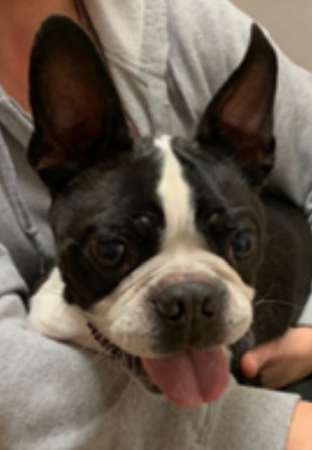 **DONATIONS**, a Adoptable Boston Terrier in Edmonds, WA image 1/10