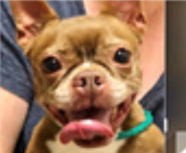 **DONATIONS**, a Adoptable Boston Terrier in Edmonds, WA image 2/10