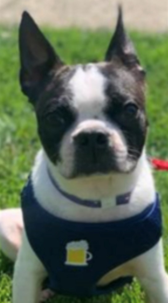 **DONATIONS**, a Adoptable Boston Terrier in Edmonds, WA image 3/10