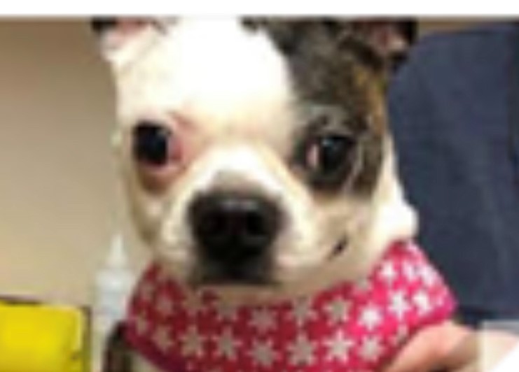**DONATIONS**, a Adoptable Boston Terrier in Edmonds, WA image 4/10