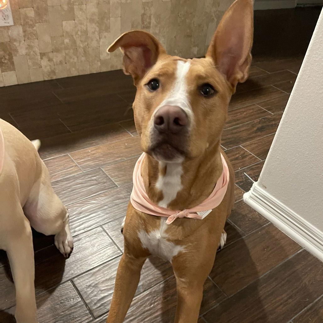 Maple II (New Digs) — thumbnail 2