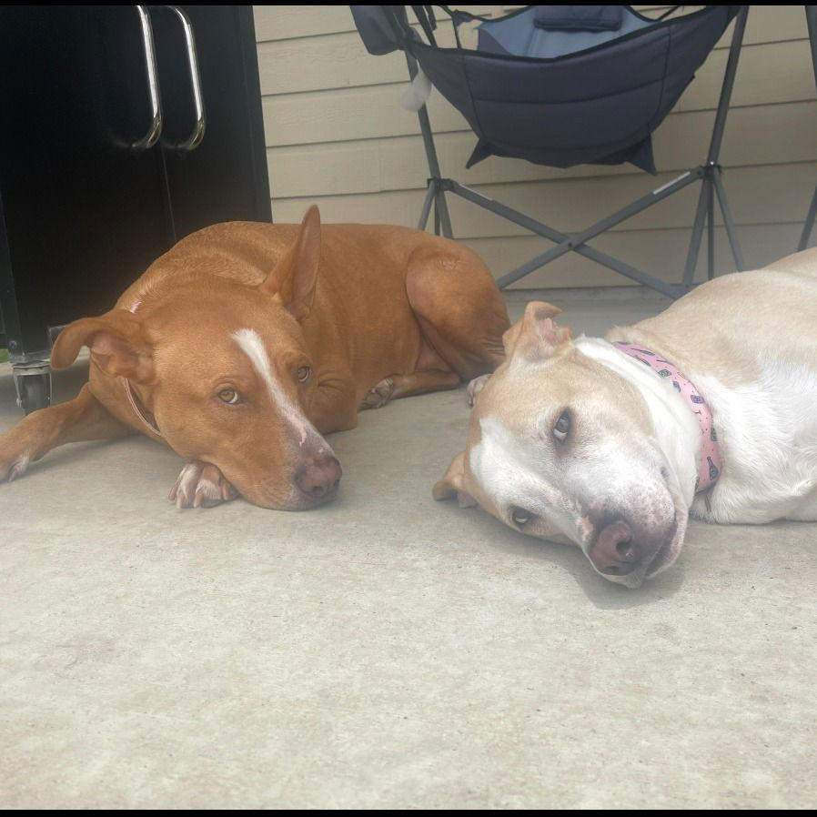 Maple II (New Digs) — thumbnail 3