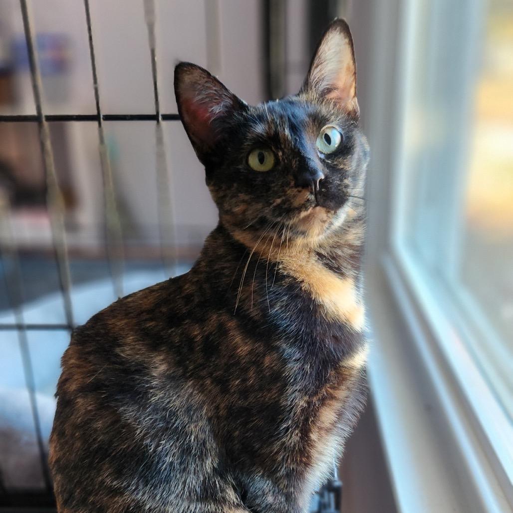 Capri, Adoptable, Adult Female Domestic Short Hair.