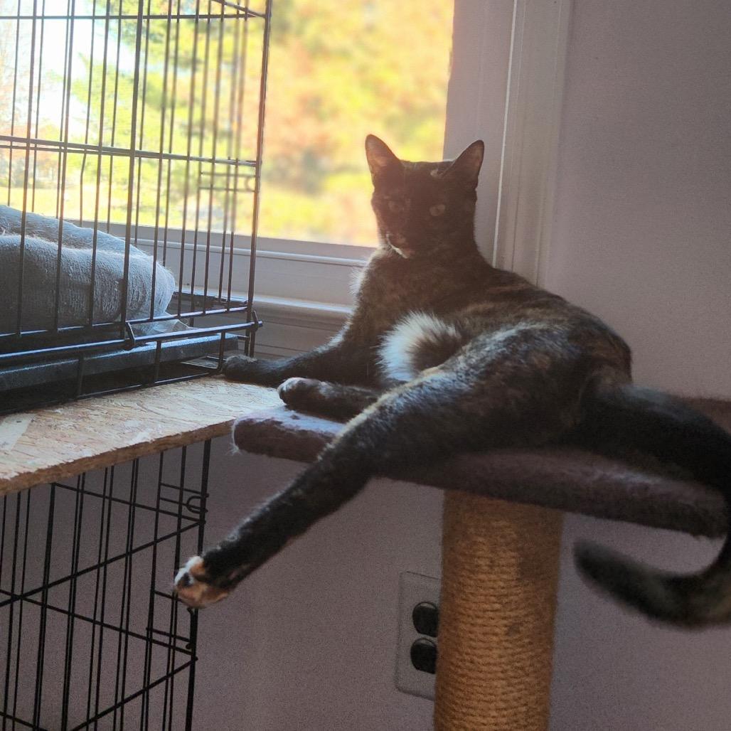 Enlarge Capri, a Adoptable Domestic Short Hair in Mount Laurel, NJ image 2/5