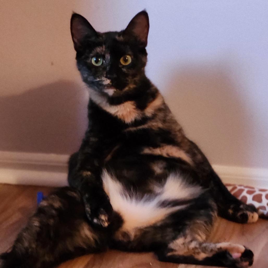 Enlarge Capri, a Adoptable Domestic Short Hair in Mount Laurel, NJ image 3/5