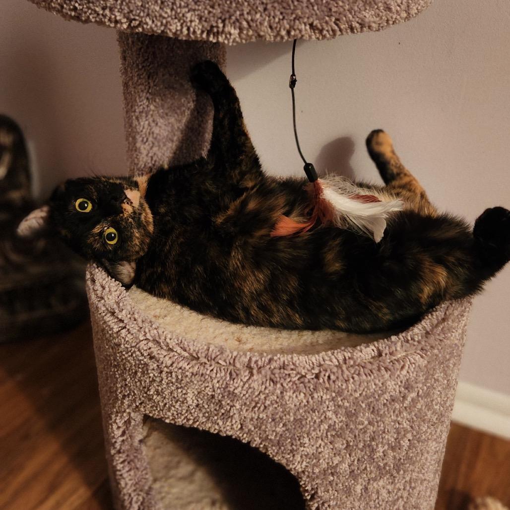 Enlarge Capri, a Adoptable Domestic Short Hair in Mount Laurel, NJ image 4/5