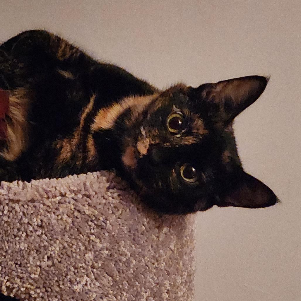 Enlarge Capri, a Adoptable Domestic Short Hair in Mount Laurel, NJ image 5/5