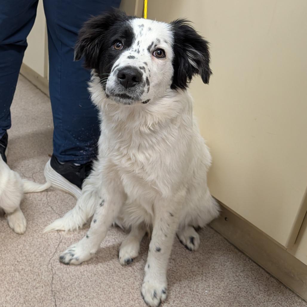 King, Adoptable, Young Male Australian Shepherd & Mixed Breed.