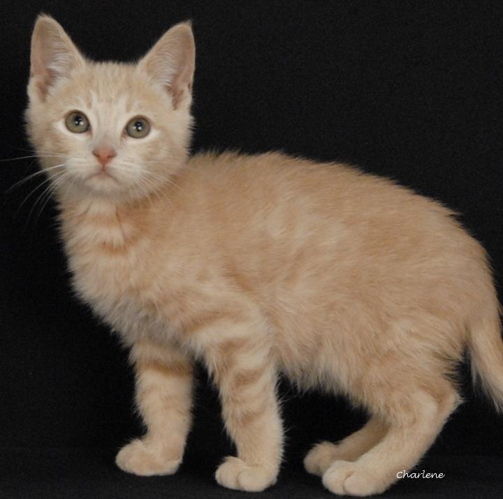Java, Adoptable, Kitten Male Tabby & Domestic Short Hair.