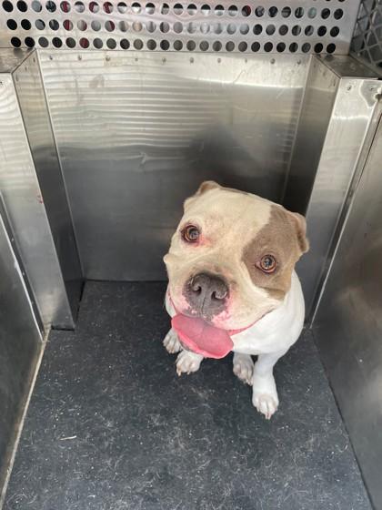 Leo, Adoptable, Adult Male Pit Bull Terrier & Mixed Breed.