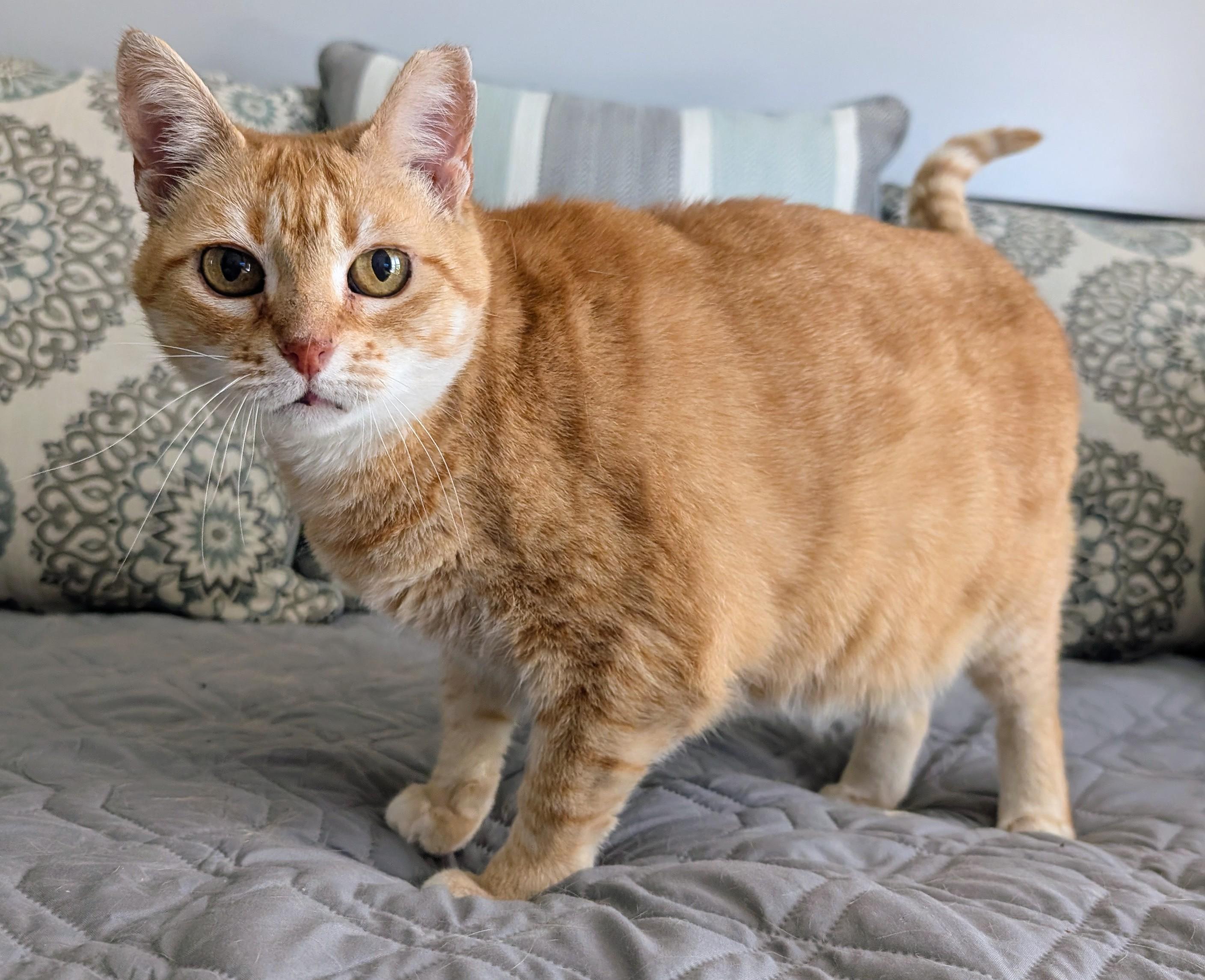 Clint, Adopted, Young Male American Shorthair.