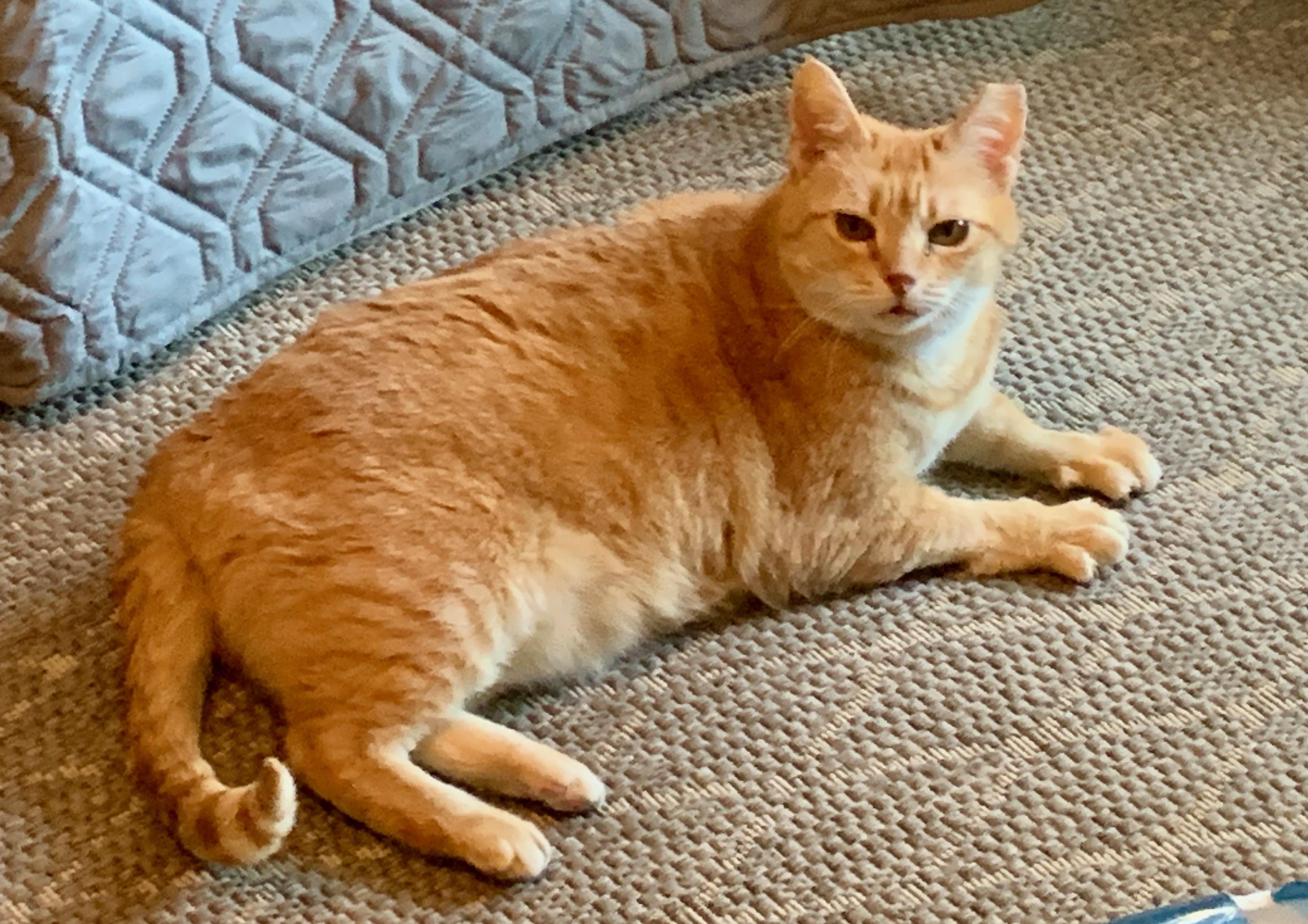 Enlarge Clint, a Adopted mixed breed in Bonaire, GA image 4/5