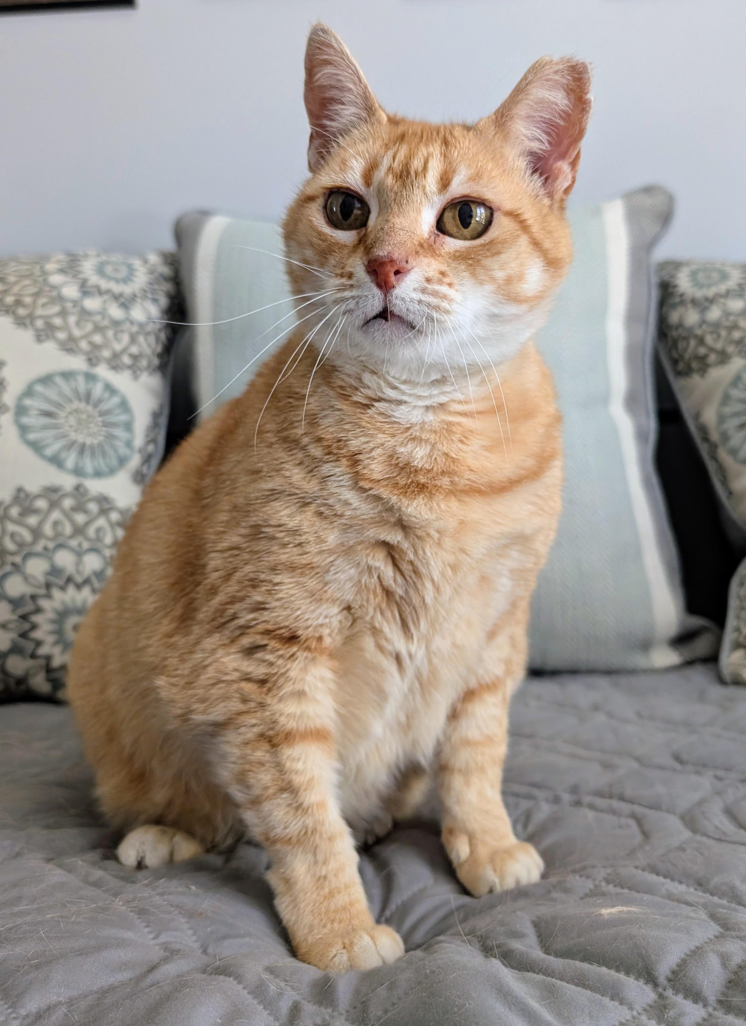 Enlarge Clint, a Adopted mixed breed in Bonaire, GA image 2/5