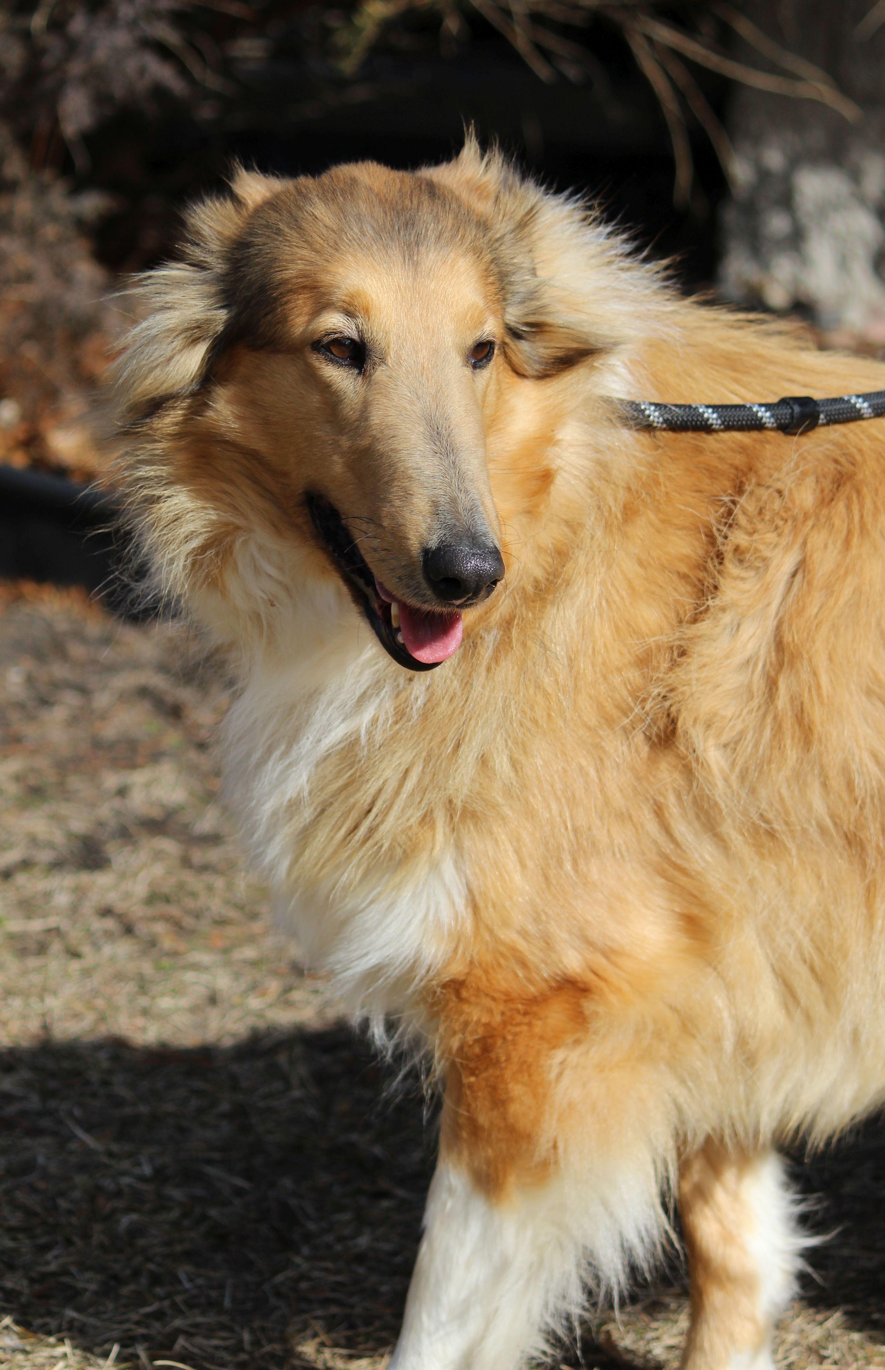 Brownie, ADOPTABLE, Adult Female Rough Collie.