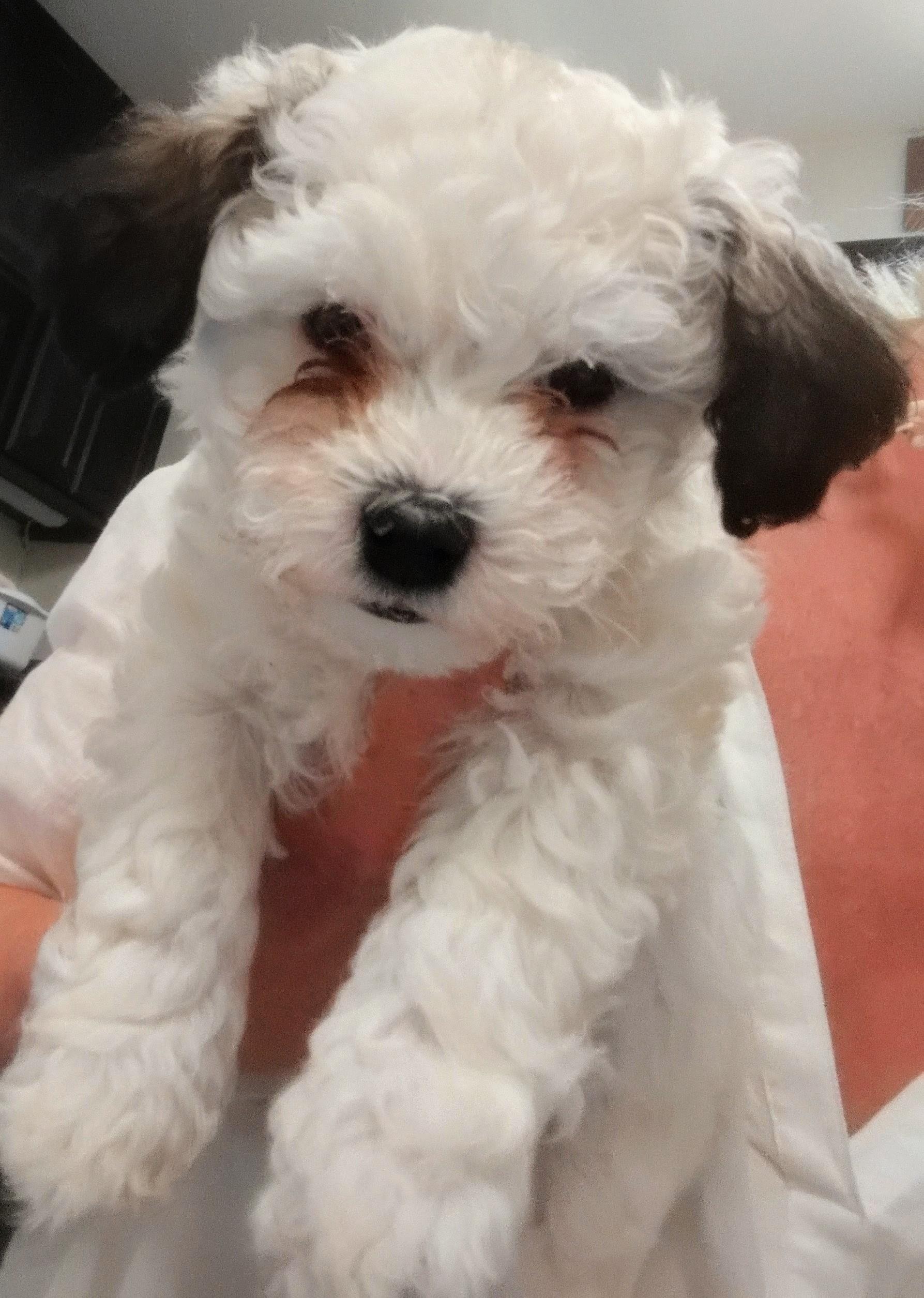 Blaze, a ADOPTABLE Maltipoo in Los Angeles, CA image 2/2
