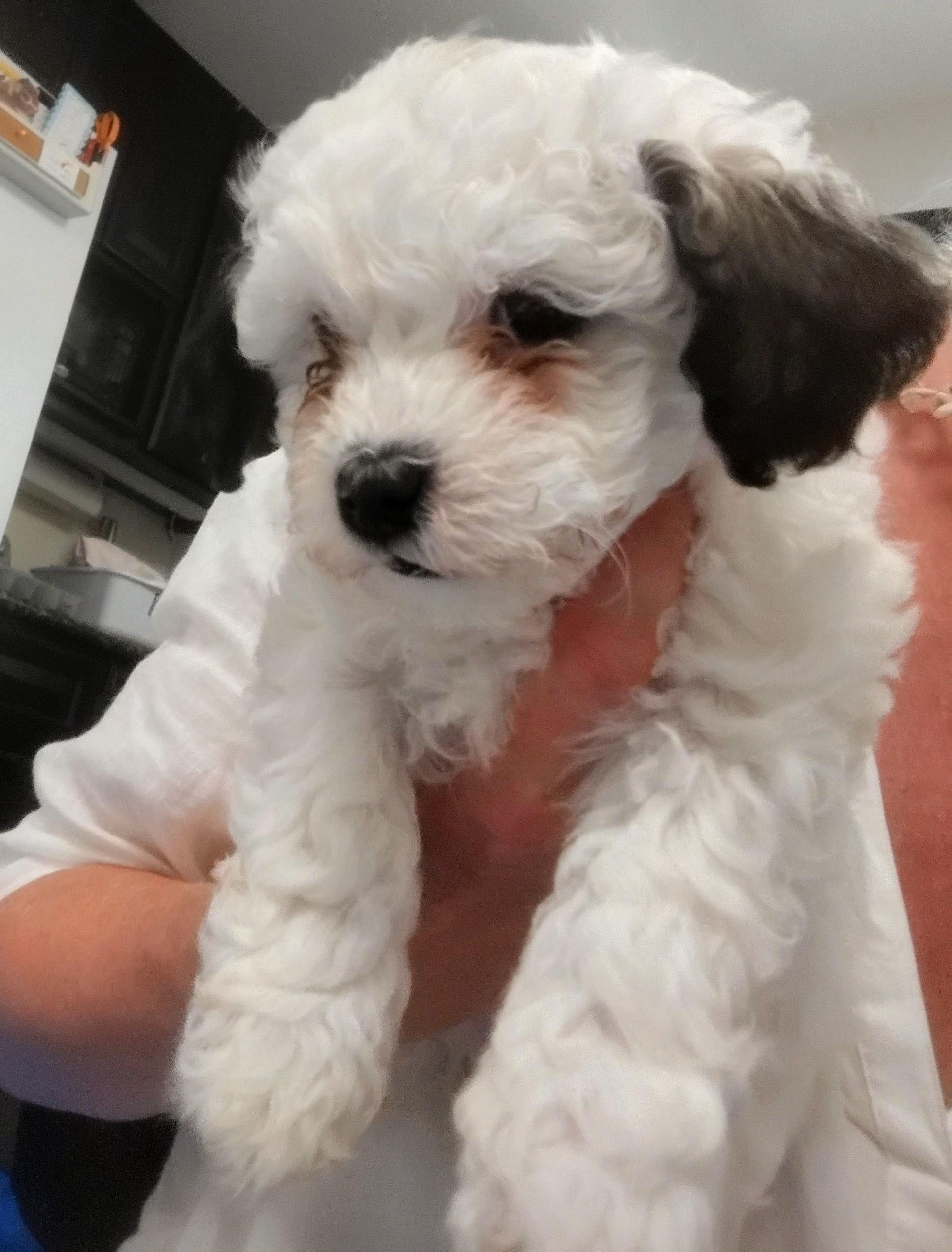 Blaze, a ADOPTABLE Maltipoo in Los Angeles, CA image 1/2