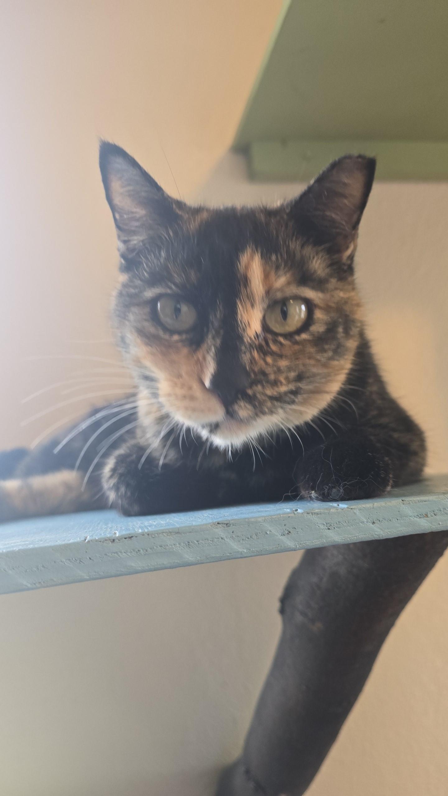 Enlarge Sasha, a ADOPTABLE Tortoiseshell in Globe, AZ image 1/2