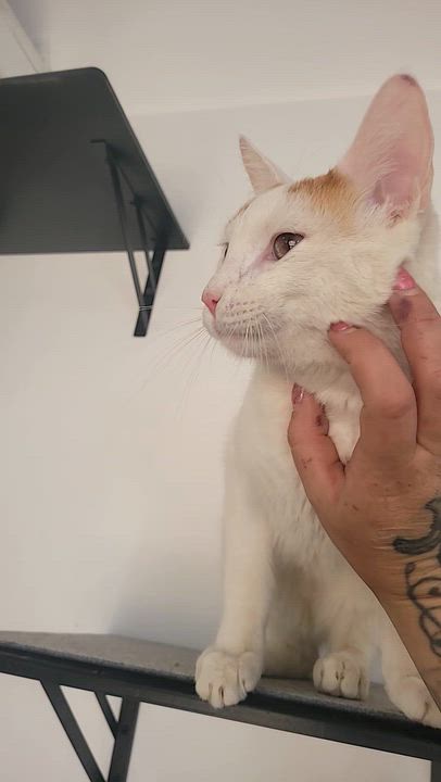 Enlarge Sasha, a ADOPTABLE Tortoiseshell in Globe, AZ video 2/2