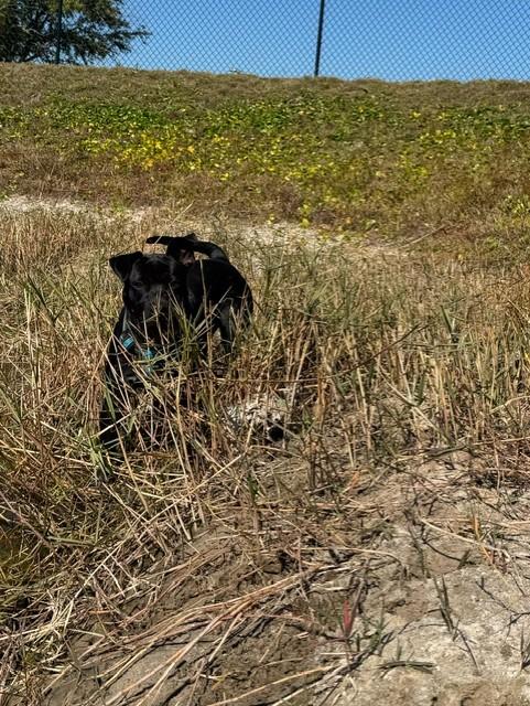 Enlarge MEADOWS, a Adoptable mixed breed in Lynn Haven, FL image 4/5