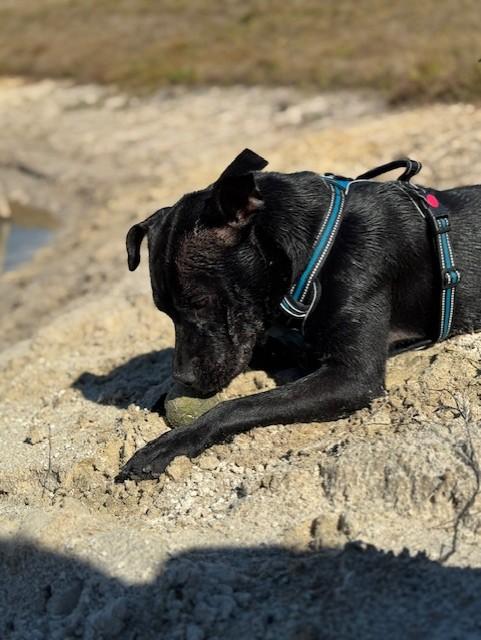 MEADOWS, Adoptable, Adult Female Pit Bull Terrier & Black Labrador Retriever.