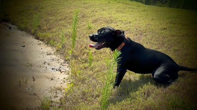 Enlarge MEADOWS, a Adoptable mixed breed in Lynn Haven, FL image 2/5