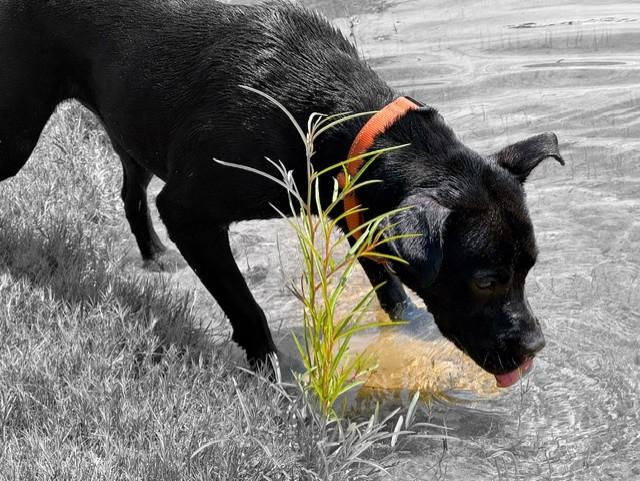 Enlarge MEADOWS, a Adoptable mixed breed in Lynn Haven, FL image 3/5