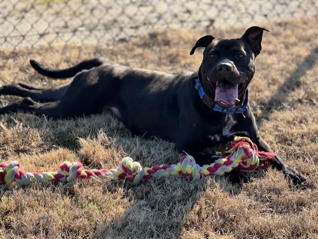 MEADOWS, Adoptable, Adult Female Pit Bull Terrier & Black Labrador Retriever.