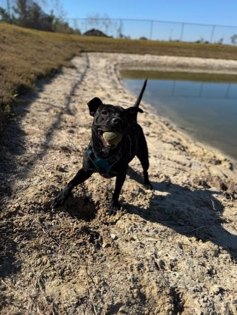 Enlarge MEADOWS, a Adoptable mixed breed in Lynn Haven, FL image 5/5