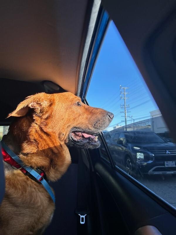 Clifford, Adoptable, Adult Male German Shepherd Dog.