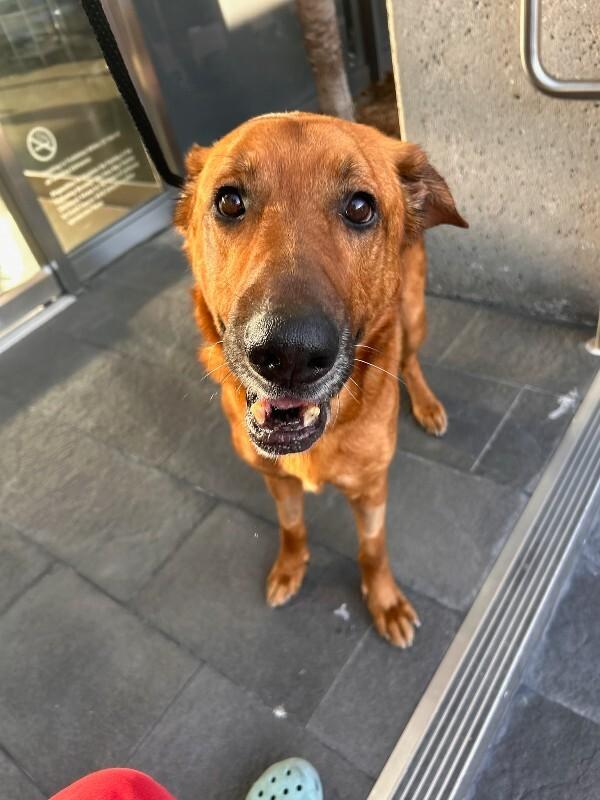 Enlarge Clifford, a Adoptable German Shepherd Dog in Manhattan Beach, CA image 2/6