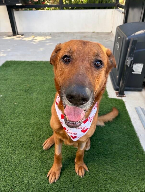 Enlarge Clifford, a Adoptable German Shepherd Dog in Manhattan Beach, CA image 3/6