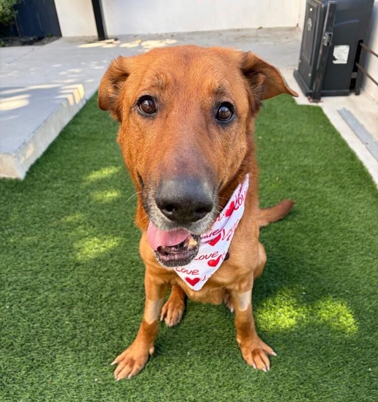 Enlarge Clifford, a Adoptable German Shepherd Dog in Manhattan Beach, CA image 4/6