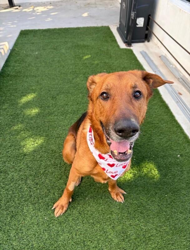 Enlarge Clifford, a Adoptable German Shepherd Dog in Manhattan Beach, CA image 5/6