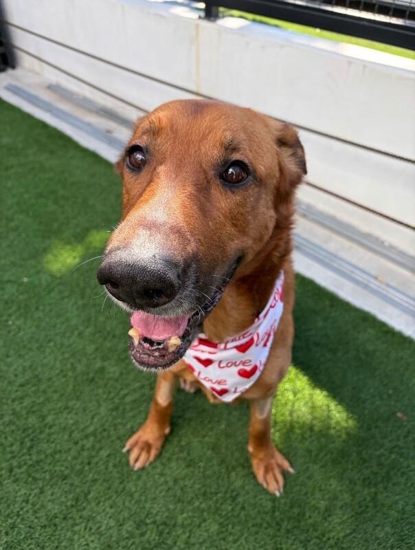 Enlarge Clifford, a Adoptable German Shepherd Dog in Manhattan Beach, CA image 6/6