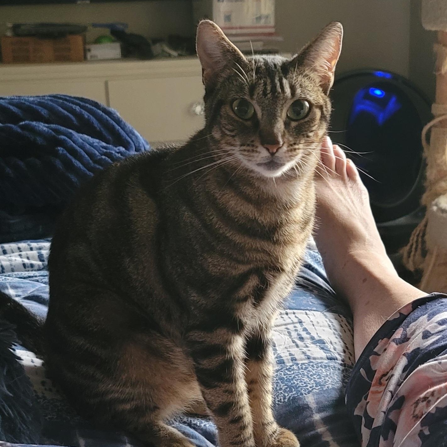 Enlarge Samantha, a Adoptable mixed breed in Orlando, FL image 3/3