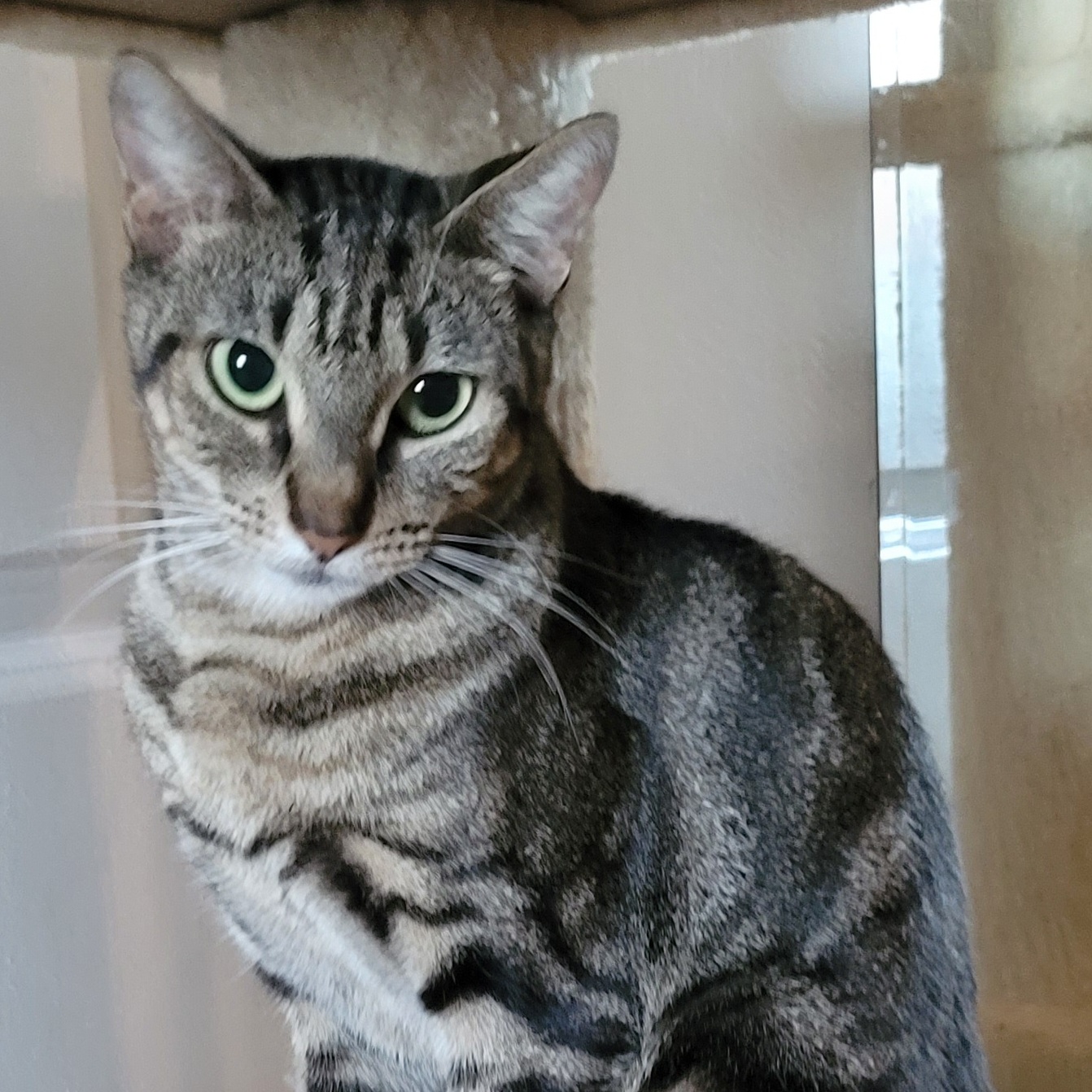 Enlarge Samantha, a Adoptable mixed breed in Orlando, FL image 1/3