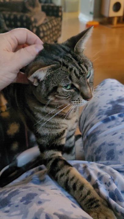 Enlarge Samantha, a Adoptable mixed breed in Orlando, FL video 2/3