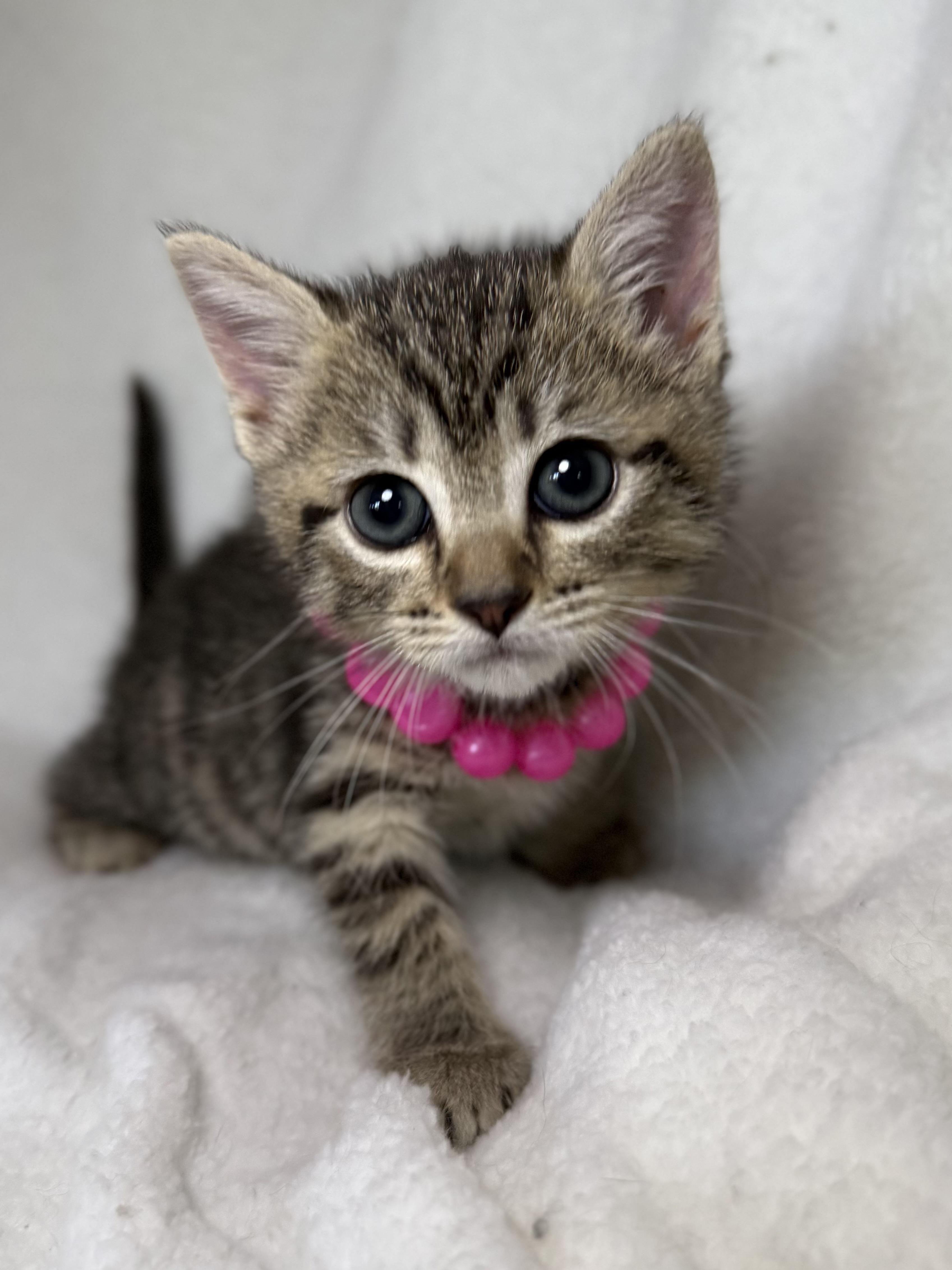 Darla, ADOPTABLE, Kitten Female Domestic Short Hair & Tabby.