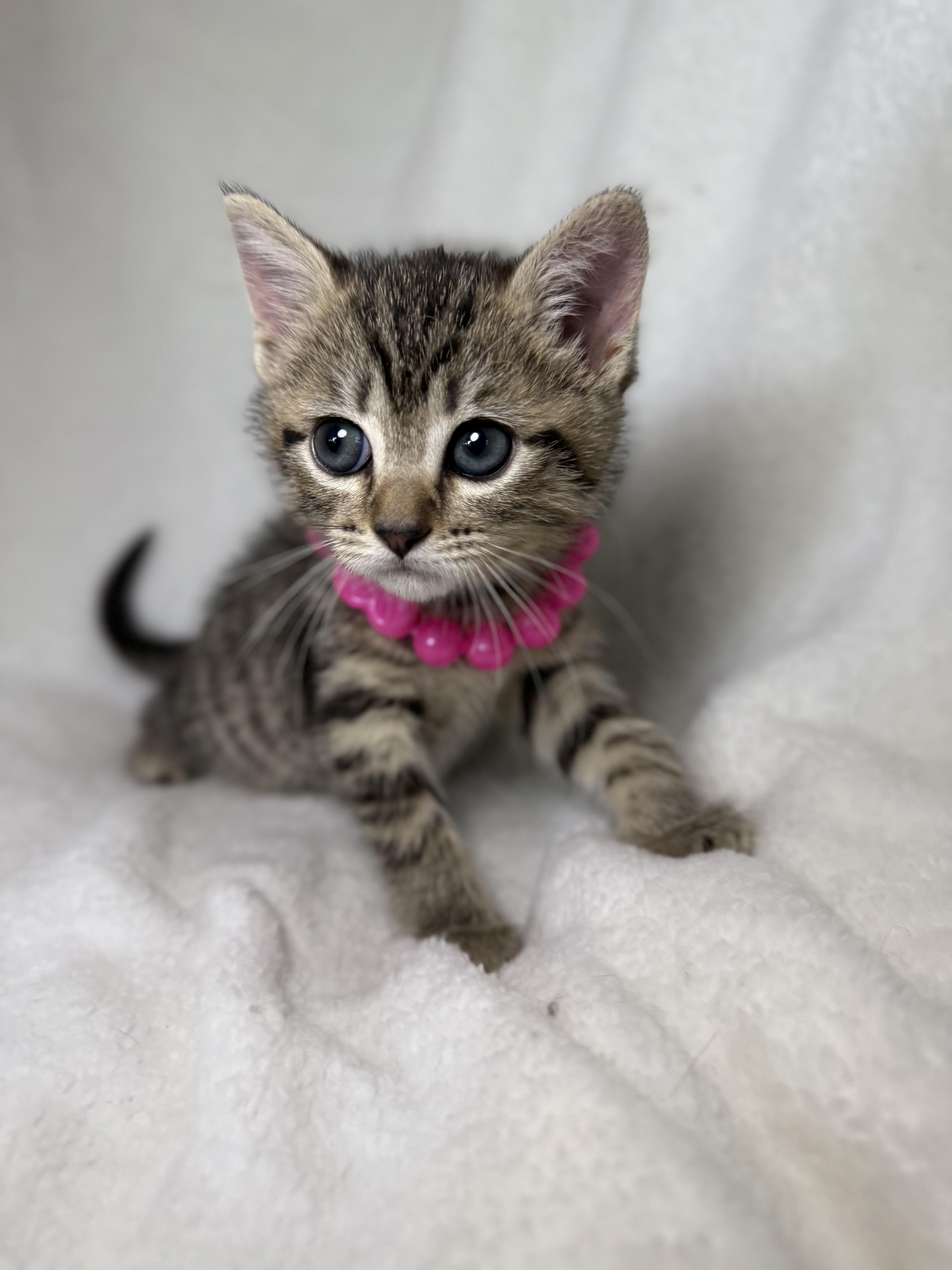 Enlarge Darla, a ADOPTABLE mixed breed in Greensboro, NC image 2/2