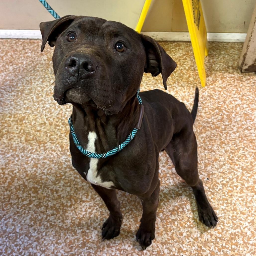 Chewy, Adoptable, Adult Male Pit Bull Terrier.