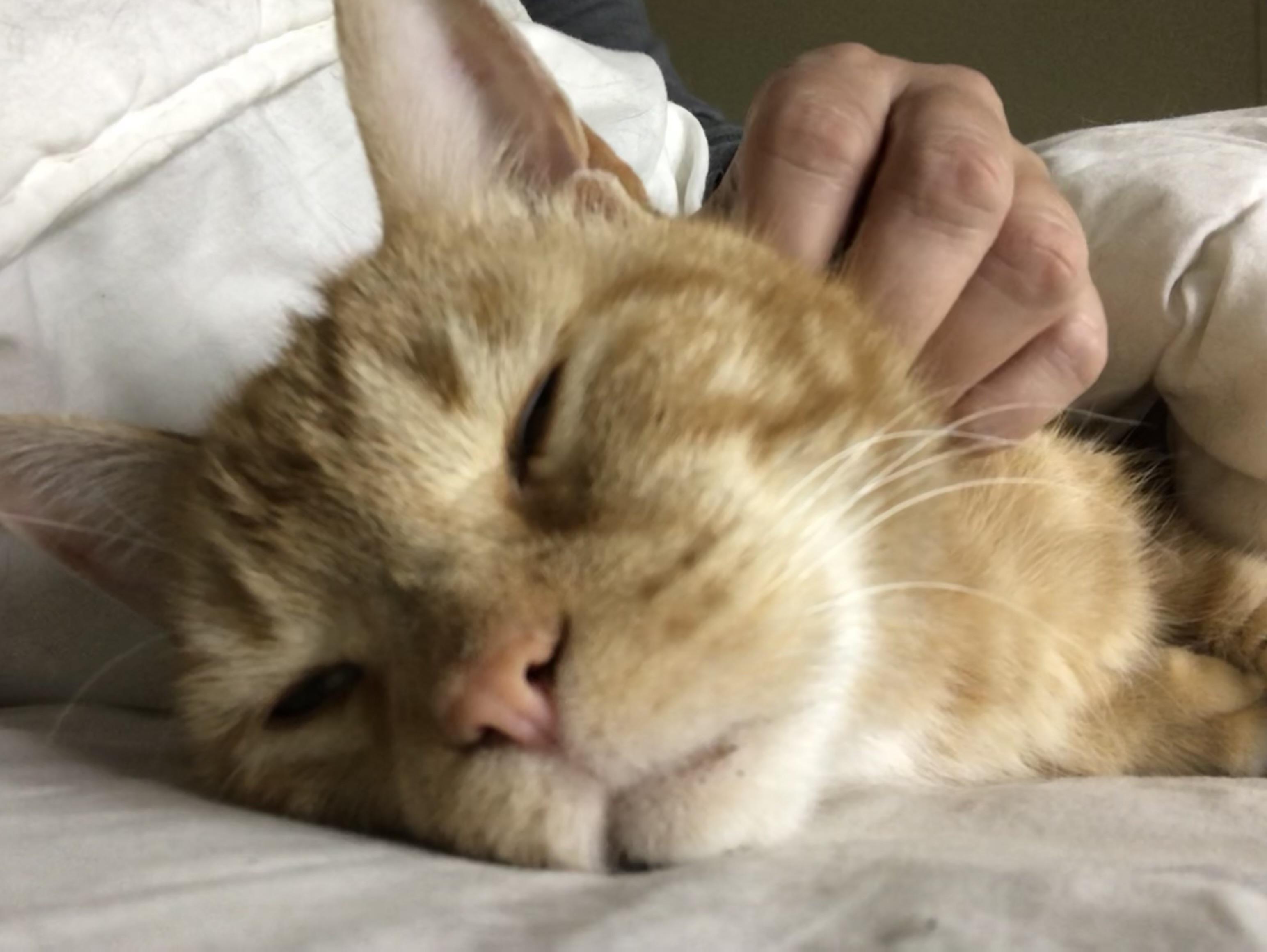 Enlarge Gastón and shere -khan bonded pair, a Adoptable Domestic Short Hair in Howey in the hills, FL image 1/6