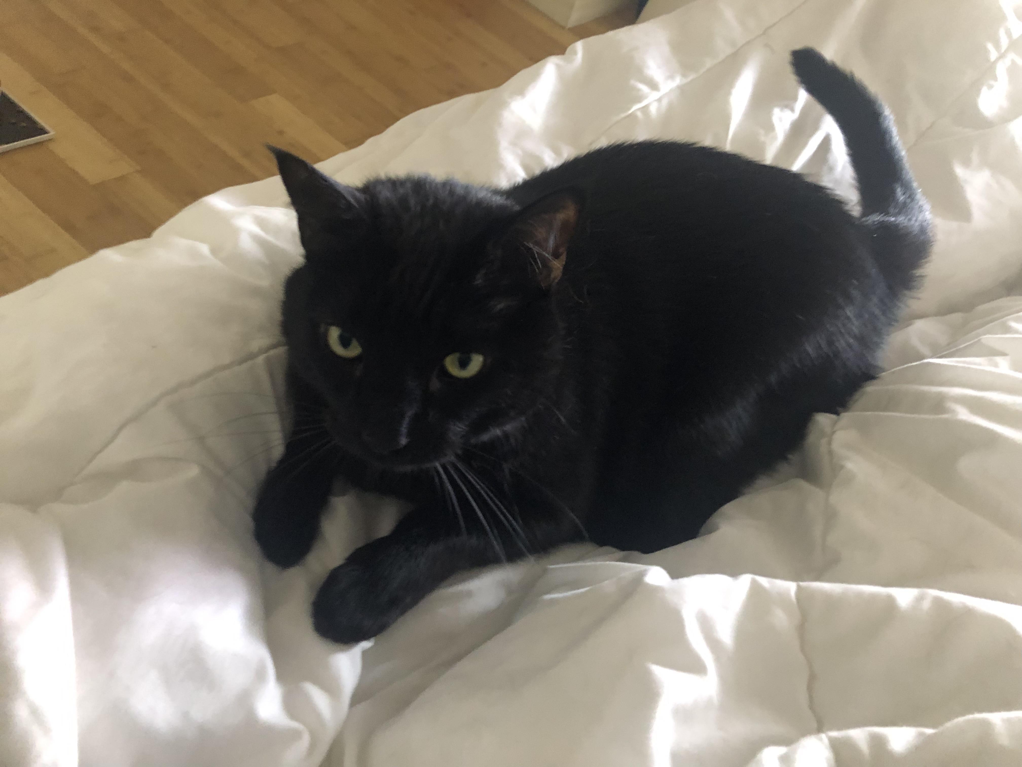 Enlarge Gastón and shere -khan bonded pair, a Adoptable Domestic Short Hair in Howey in the hills, FL image 2/6