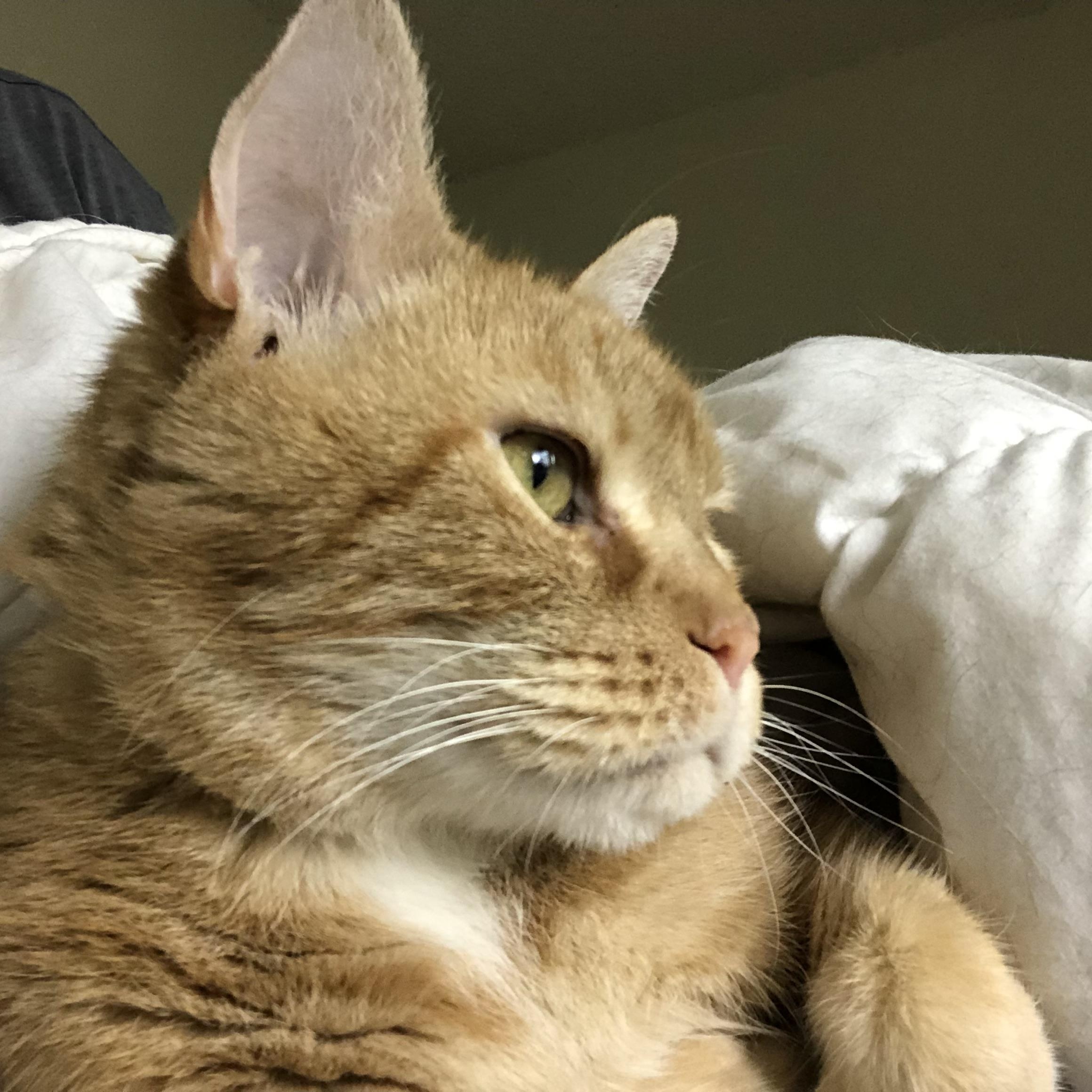 Enlarge Gastón and shere -khan bonded pair, a Adoptable Domestic Short Hair in Howey in the hills, FL image 3/6