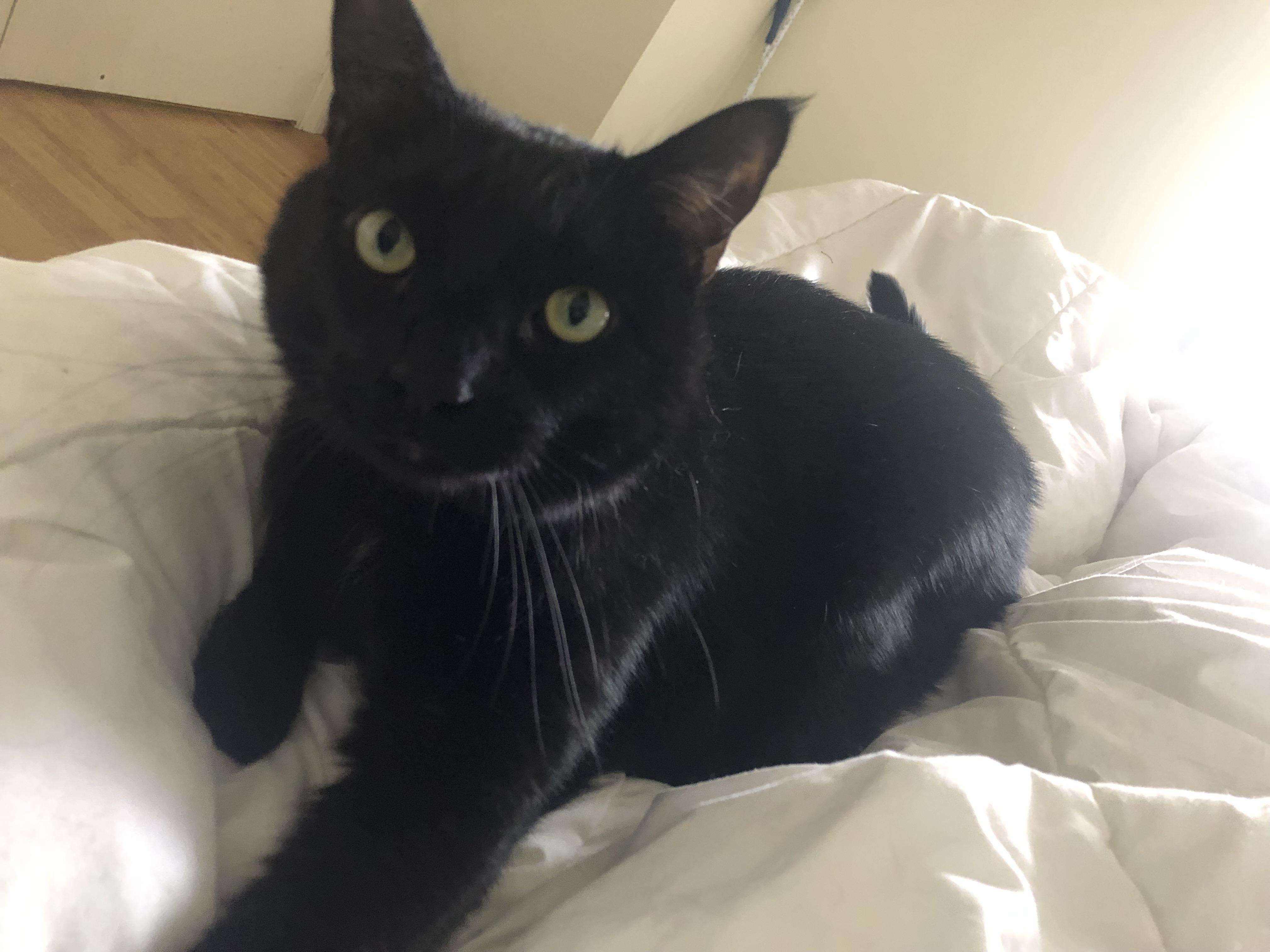 Enlarge Gastón and shere -khan bonded pair, a Adoptable Domestic Short Hair in Howey in the hills, FL image 4/6