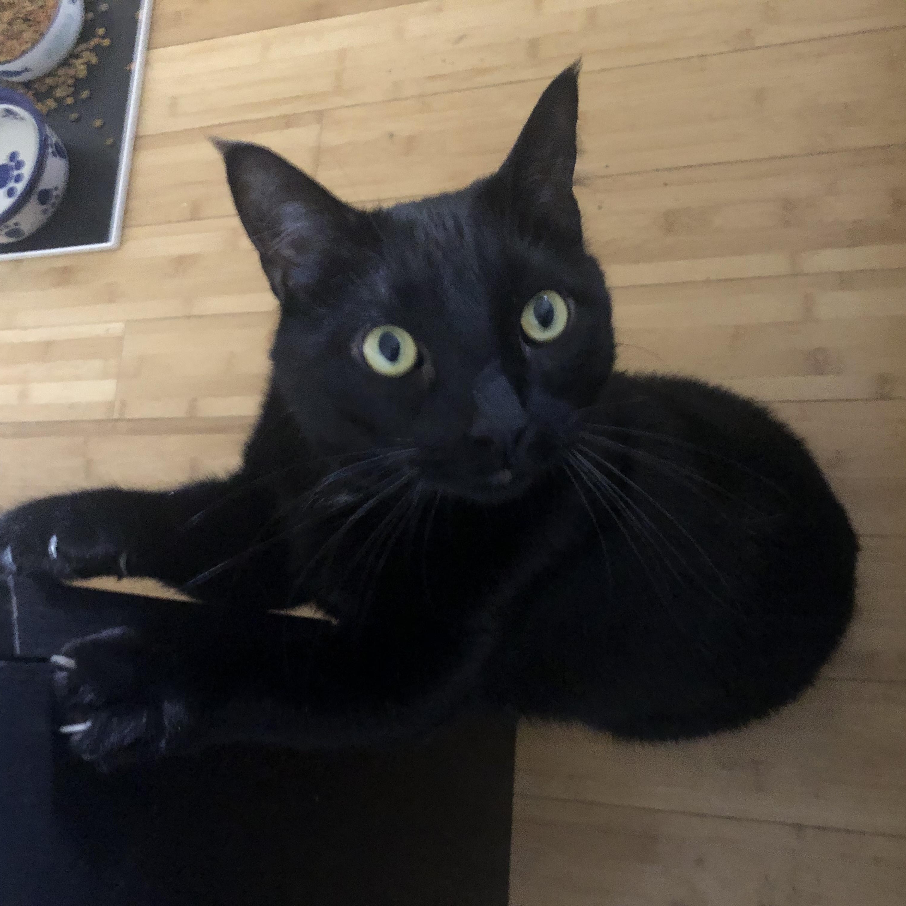 Enlarge Gastón and shere -khan bonded pair, a Adoptable Domestic Short Hair in Howey in the hills, FL image 5/6